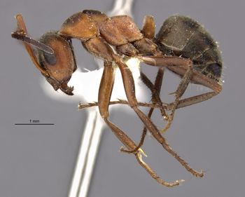 Media type: image;   Entomology 34624 Aspect: hala